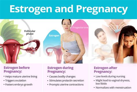 During pregnancy, estrogen and other hormones take full charge of helping the body adjust to its ...