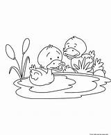 Printable Baby duck Coloring Pages For Kids Free Page sketch template