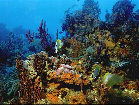 Coral Reefs - Sea Life Photo (114580) - Fanpop