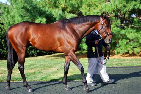 An absolutely gorgeous blood bay thoroughbred race horse - Legendary ...