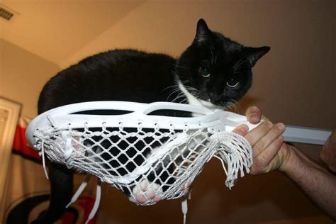 Things to know about Cat Training - American Cat