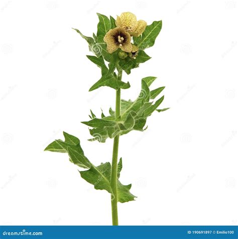 Black Henbane Blooming Plant Isolated on White, Hyoscyamus Niger Stock Image - Image of blooming ...