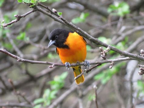 Common Backyard Birds of the Northeast - Owlcation