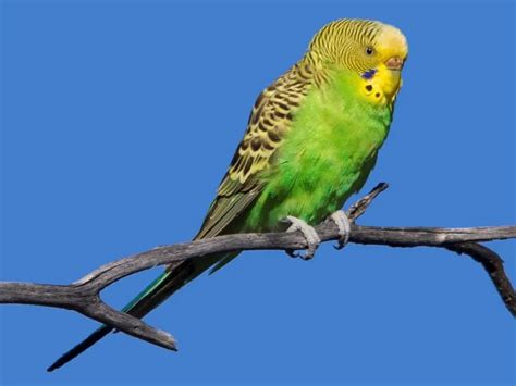 Budgerigar Care Sheet | Birds Coo