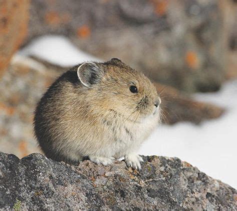 The American pika: A case study in wildlife acclimating to climate ...