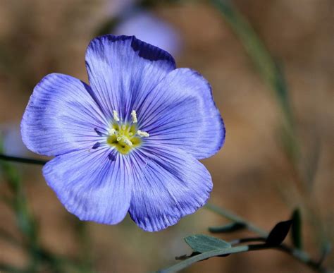 Growing Flax: Tips For Flax Plant Care | Flax flowers, Flower garden ...