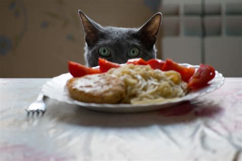 Cat Devouring Human Food Is Hilariously Just Like Us - PetHelpful News