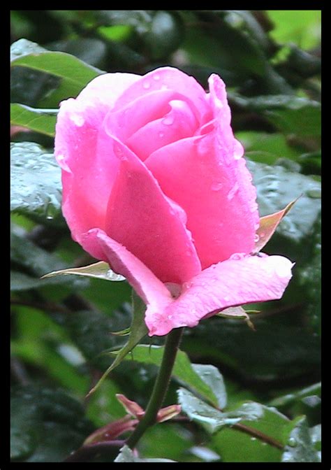 Happy Mother’s Day! Roses for All Mothers | IngPeaceProject.com