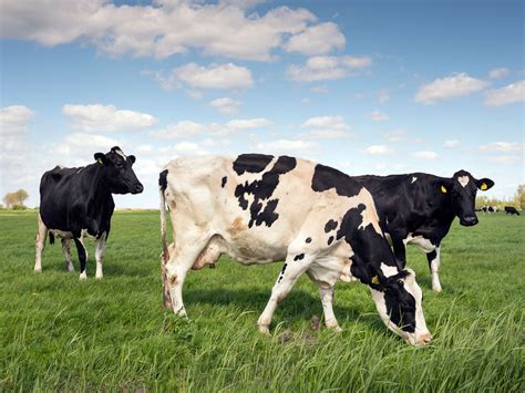 Composting Cow Manure: Using Cow Manure Fertilizer In The Garden