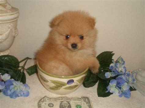 Why does it have to be hundreds of dollars?! | Pomeranian puppy for ...