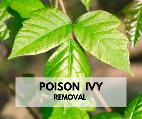 Poison Ivy Removal - 10 Best Ways To Get Rid Of Poison Ivy Plants - Life Is Just Ducky