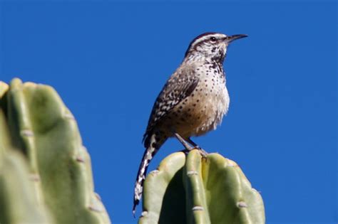 Arizona State Bird - a photo on Flickriver