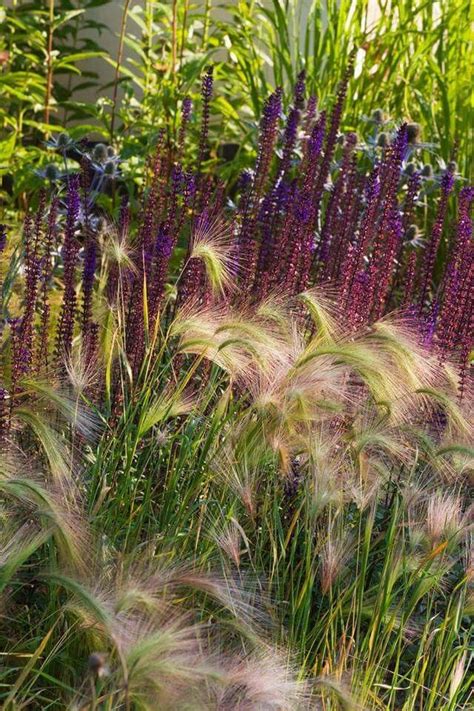 Grasses | Ornamental grasses, Garden inspiration, Garden design