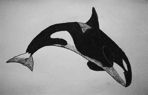 Orca drawing by Amersss on deviantART | Orca tattoo, Whale sketch, Orca art