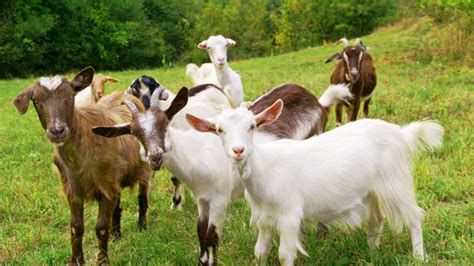 Making Money By Investment In Goat Rearing