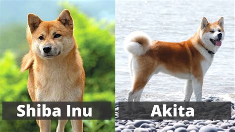 What The Diff Between A Shiba Inu And Akita