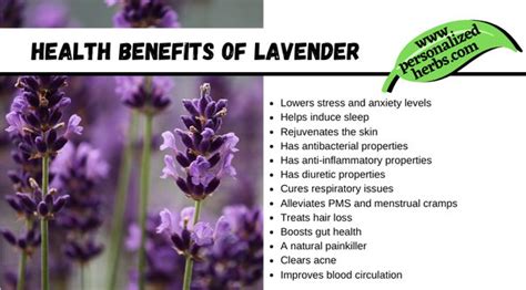 Lavender Plant Benefits