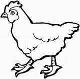 Chicken Coloring Pages Farm Animal sketch template