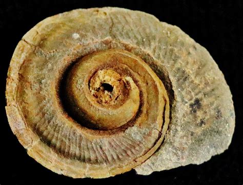 Gastropods - Collections - The Fossil Forum