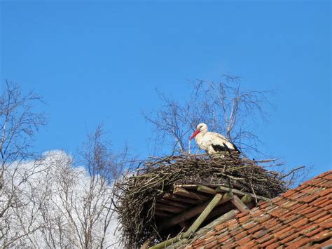 An Unlikely Tourist Attraction in Poland: Storks - The New York Times