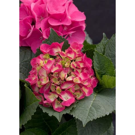 PROVEN WINNERS 4.5 in. Qt. Cityline Paris Bigleaf Hydrangea ...