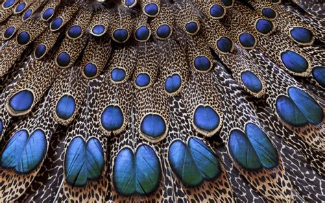 Feathers Peacock Light Background Texture - [1920x1200]