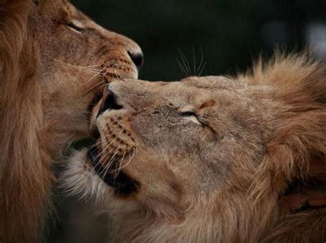 Animal Pairs in Love - XciteFun.net