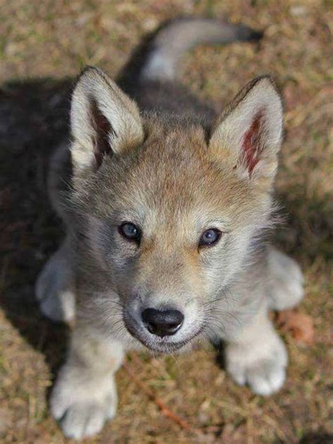 Baby wolf so cute.... | Baby wolves, Wolf dog, Cute dogs