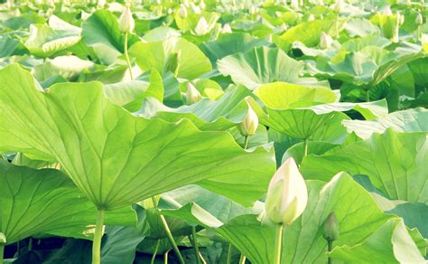 Wallpaper : leaves, green, Lotus, leaf, flower, flora, many, buds, botany, land plant, flowering ...