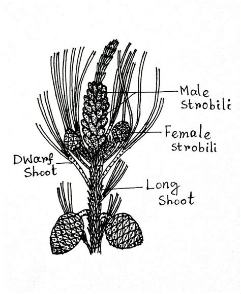 Coniferales: Morphology, Reproduction, Gametophytic Generation