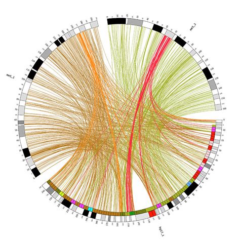 Circular Genome Map Photograph by Martin Krzywinski/science Photo Library