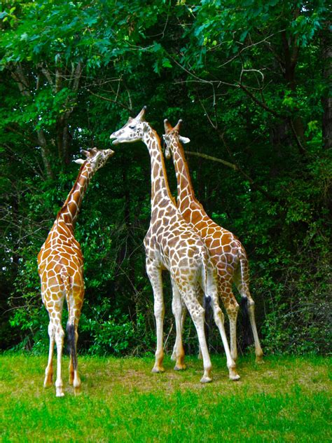 From Captain's Daughter to Army Mom: A trip to the North Carolina Zoo!