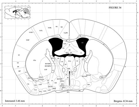 Mouse Brain Atlas