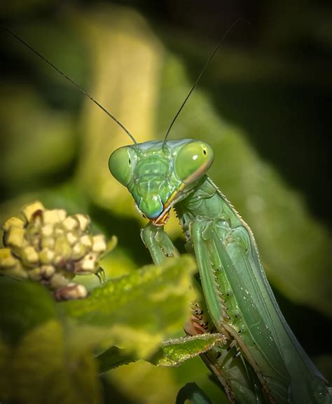 Outdoors: Praying mantis a beneficial creature to have in backyard ...