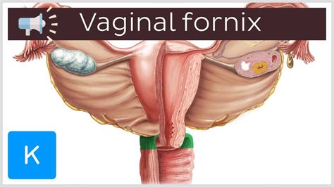 Vaginal fornix | Anatomical Terms Pronunciation by Kenhub - YouTube