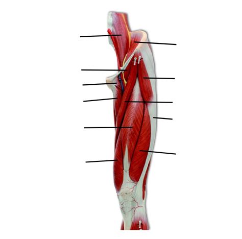 superficial muscles left thigh, anterior Diagram | Quizlet