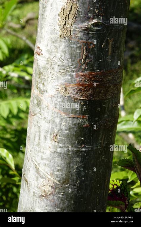 Bark of the Gumbo Limbo, Bursera simaruba, tree Stock Photo - Alamy