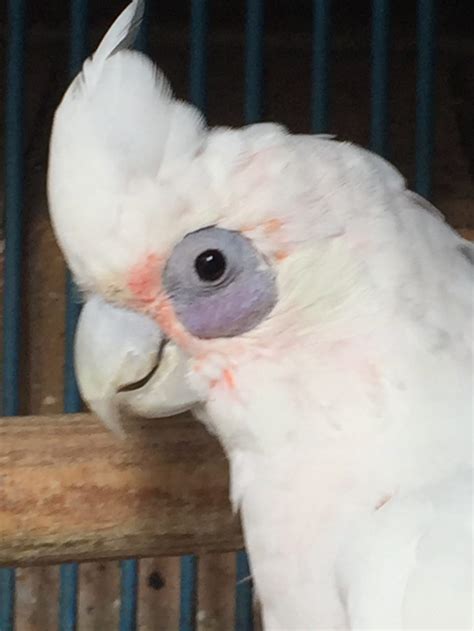 Does The Bare Eyed Cockatoo Make A Good Pet? - Cockatiels As Pets