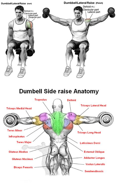 HOW TO DB SIDE LATERAL RAISES