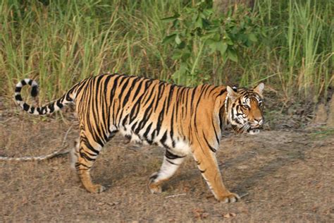 Kanha National Park Madhya Pradesh, India | Kanha Tiger Reserve