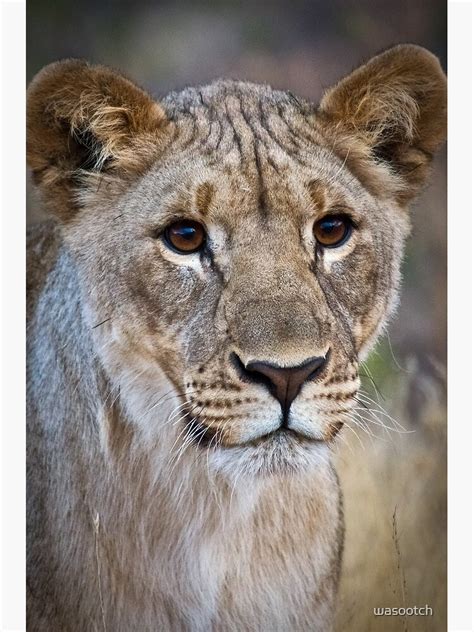 "African Lion Cub Photograph Namibia" Photographic Print by wasootch ...