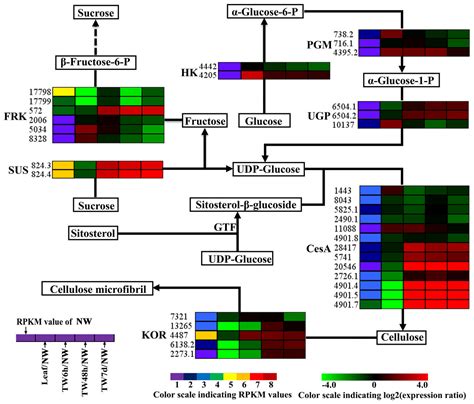 RNA-Seq analysis of differential gene expression in Betula luminifera ...