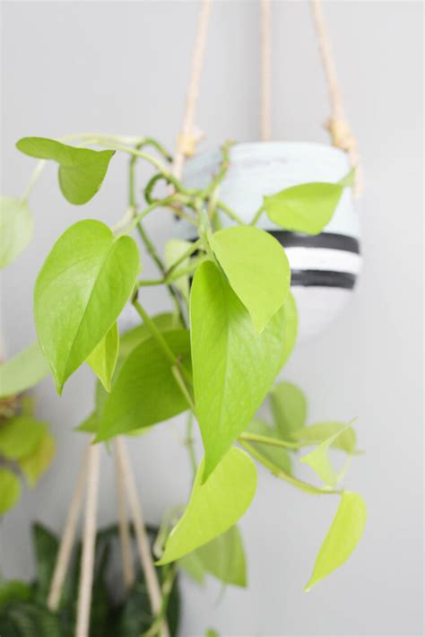 Neon Pothos Care Tips - Paisley Plants