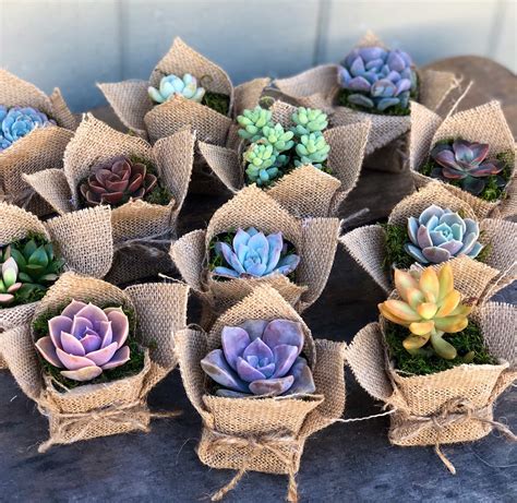 2 Succulent Party Favor Gift Burlap Rustic - Etsy | Succulent party favors, Succulent wedding ...