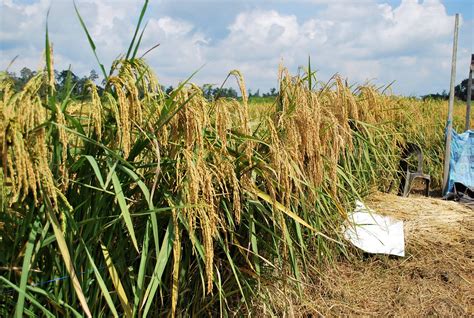 KAJIAN LUBAI: Tanaman padi sawah