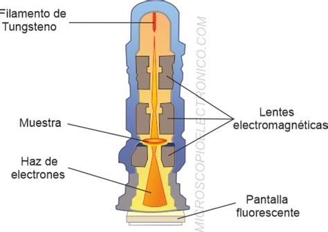 vaso Todos los años cobija microscopio fluorescente y sus partes Bronceado Dar derechos mezcla