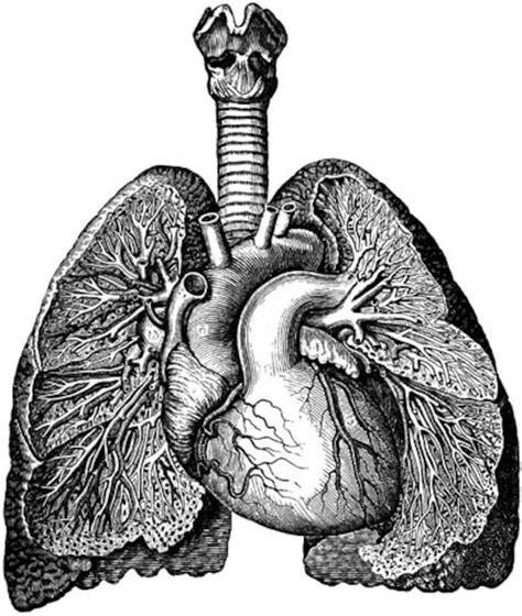 Human Anatomy Download Heart and Lungs Medical Illustration Heart and ...