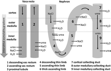 The direction of urea, NaCl, and H2O movement in the vasa recta and... | Download Scientific Diagram