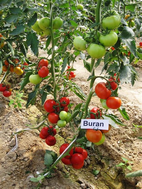 Agrohouse Ltd. - Enza Zaden Tomato Buran F1 - Tashkent Area | Facebook