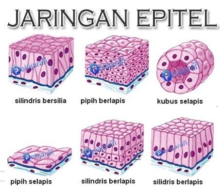 Gambar Jaringan Epitel Pipih Selapis - 53+ Koleksi Gambar